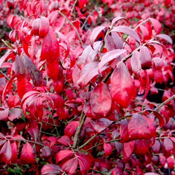 Törpe szárnyas kecskerágó- EUONYMUS ALATUS 'COMPACTUS'