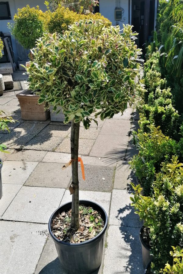 Ilex aquifolium ‘Argentea Marginata’/tarkalevelű törzses magyal