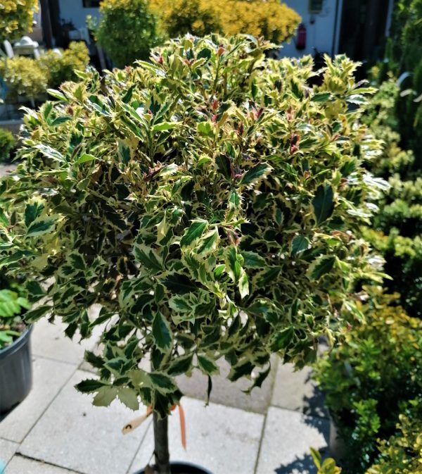 Ilex aquifolium ‘Argentea Marginata’/tarkalevelű törzses magyal - Image 3