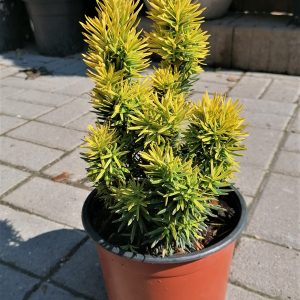 Taxus baccata 'David' – Arany oszlopos tiszafa 25-30 cm