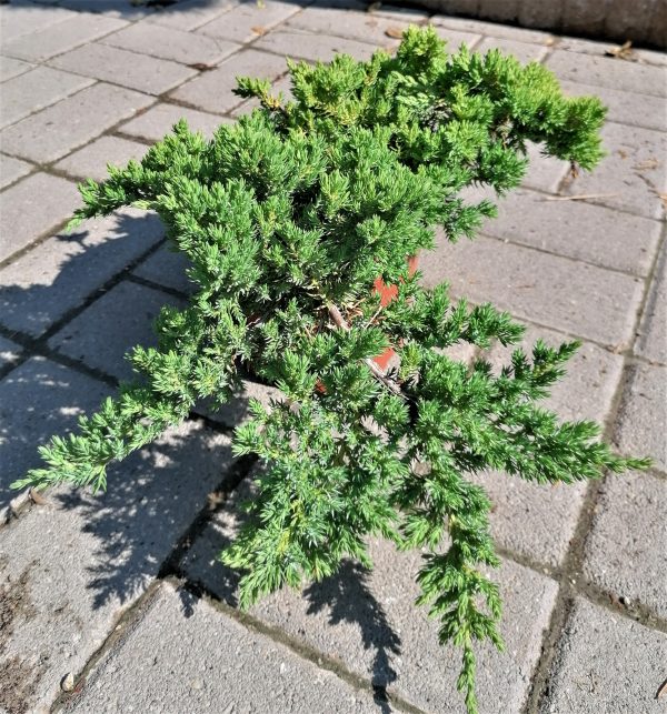 Juniperus procumbens 'Nana' - Törpe kúszóboróka - Image 2