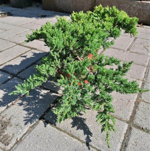 Juniperus procumbens 'Nana' - Törpe kúszóboróka - Image 3