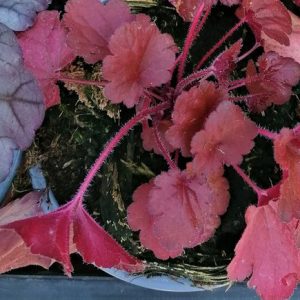 Heuchera fajták – Tűzeső