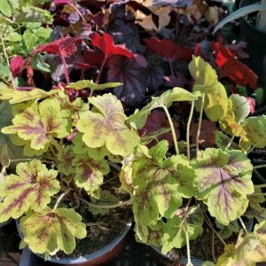 Heuchera mix – Tűzeső