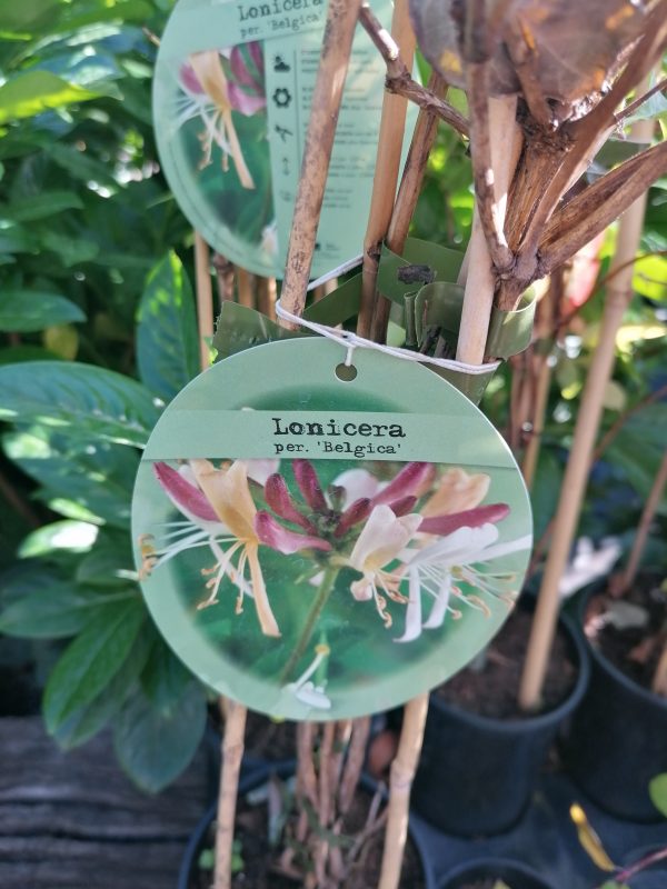 Lonicera periclymenum 'Belgica' – Búbos lonc - Image 3