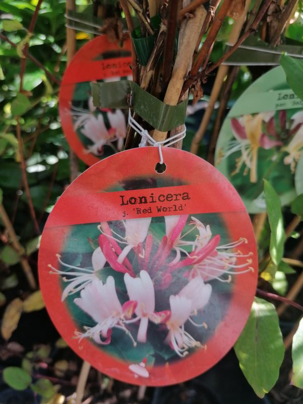 Bordó-Fehér virágú Japán lonc - “Lonicera japonica Red World” - Image 5