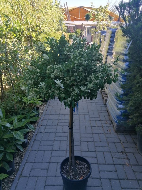 Euonymus fortunei 'Harlequin'- Törpe kecskerágó törzsre oltott - Image 3