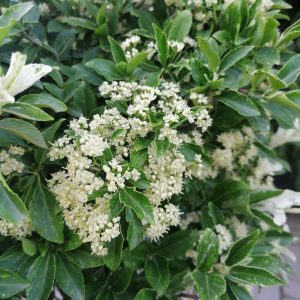 Euonymus fortunei ‘Harlequin’ – Törpe kecskerágó (törzsre oltott)