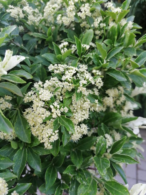 Euonymus fortunei 'Harlequin'- Törpe kecskerágó törzsre oltott