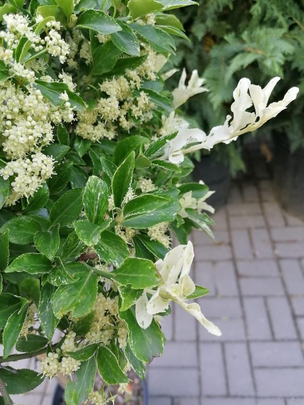 Euonymus fortunei 'Harlequin'- Törpe kecskerágó törzsre oltott - Image 5