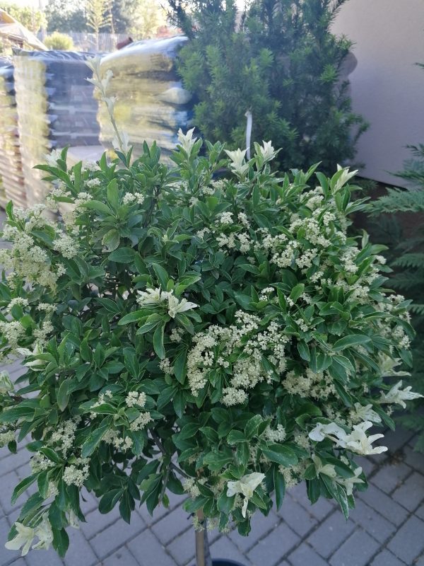 Euonymus fortunei 'Harlequin'- Törpe kecskerágó törzsre oltott - Image 6