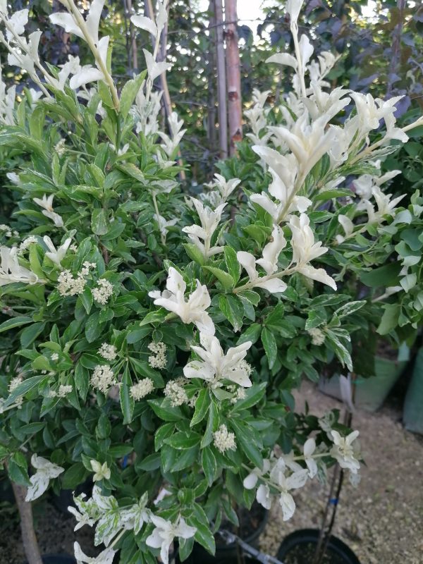 Euonymus fortunei 'Harlequin'- Törpe kecskerágó törzsre oltott - Image 8