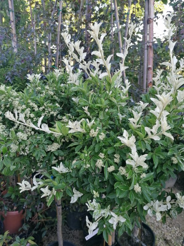 Euonymus fortunei 'Harlequin'- Törpe kecskerágó törzsre oltott - Image 9