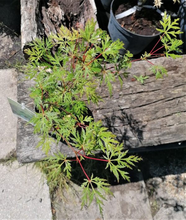 Acer palmatum 'Emerald Lace' - Japán juhar - Image 4