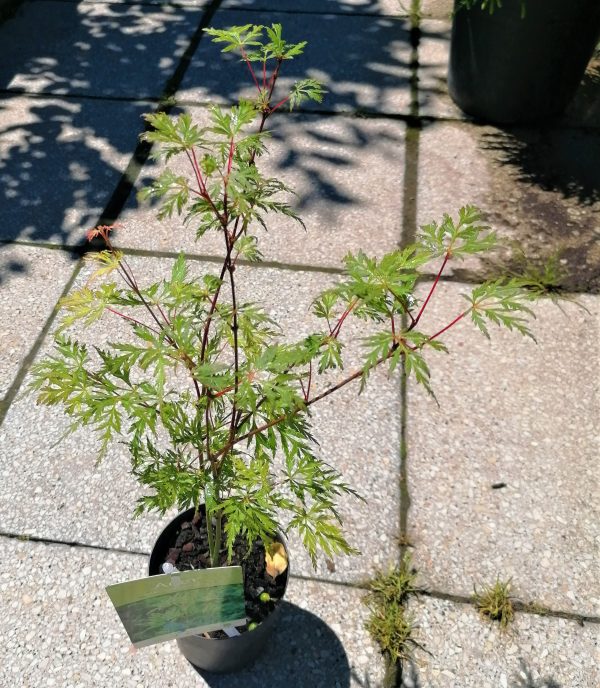 Acer palmatum 'Emerald Lace' - Japán juhar