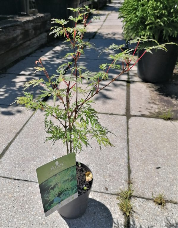 Acer palmatum 'Emerald Lace' - Japán juhar - Image 5