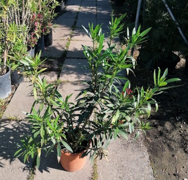 Nerium oleander Multicolor - Leander egy cserépben több szín - Image 3