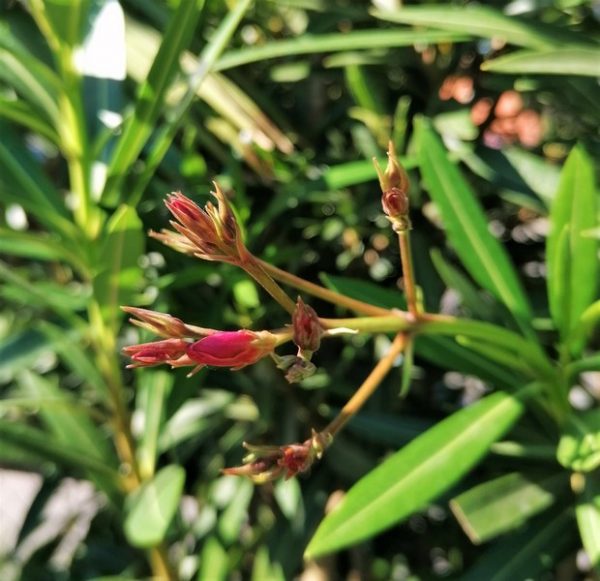 Nerium oleander - Piros leander