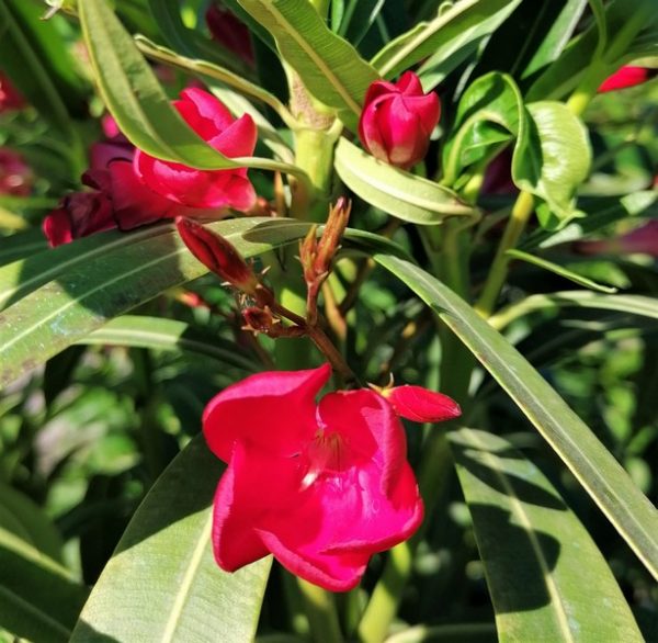 Nerium oleander Rosso sangue / Leander sötétpiros - Image 6