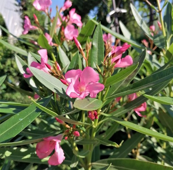 Nerium oleander Rosa Semplic - Image 8