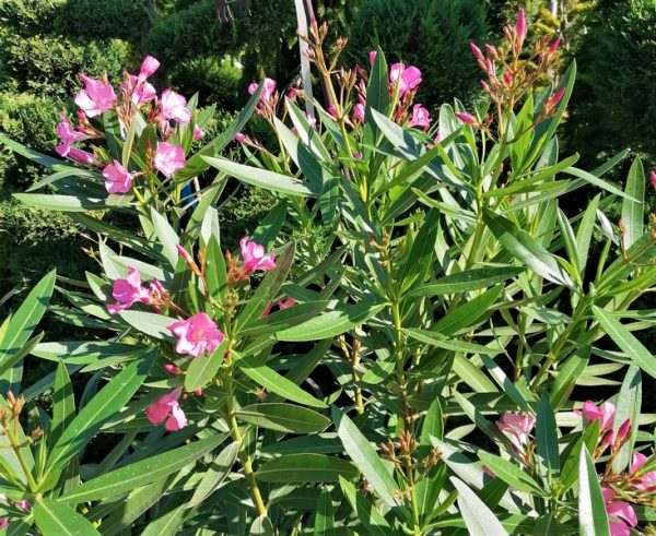 Nerium oleander Rosa Semplic - Image 10