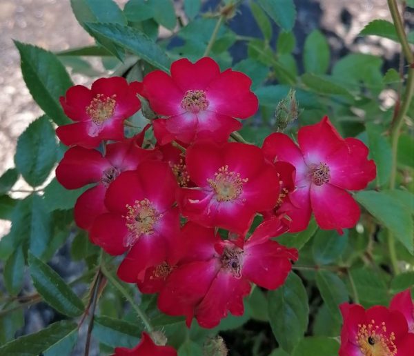 Rosa Mozart / Törpe ágyásrózsa - Image 7