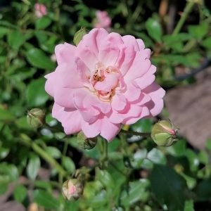 Rosa 'The Fairy' - Talajtakaró rózsa