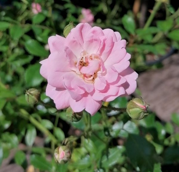 Rosa "The Fairy" - talajtakaró rózsa