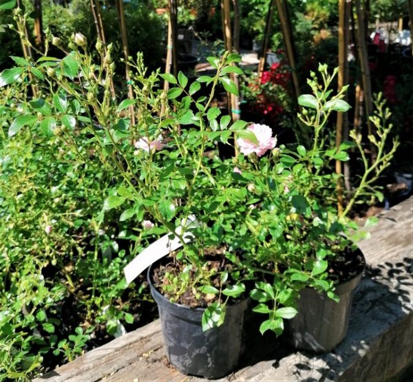 Rosa "The Fairy" - talajtakaró rózsa - Image 6