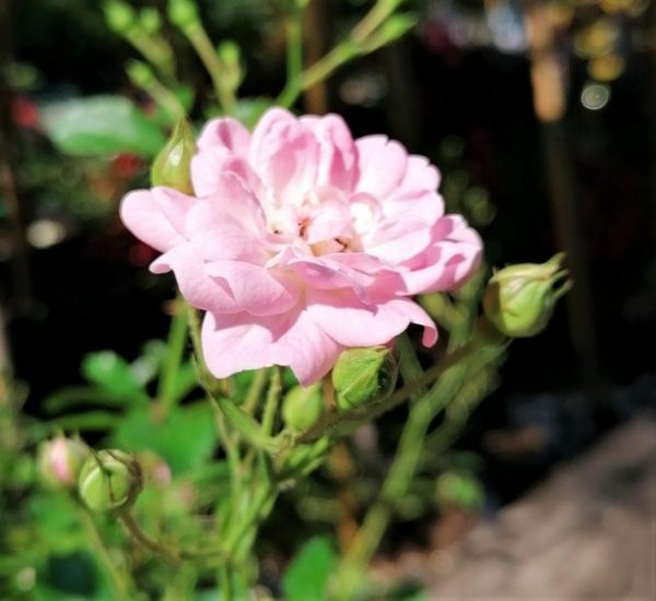 Rosa "The Fairy" - talajtakaró rózsa - Image 7