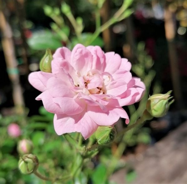 Rosa "The Fairy" - talajtakaró rózsa - Image 4