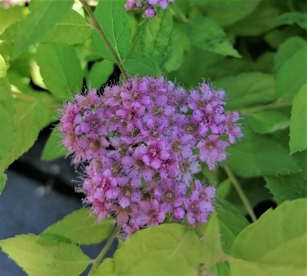 Spiraea 'Golden Princess' -Aranylevelű japán gyöngyvessző - Image 4