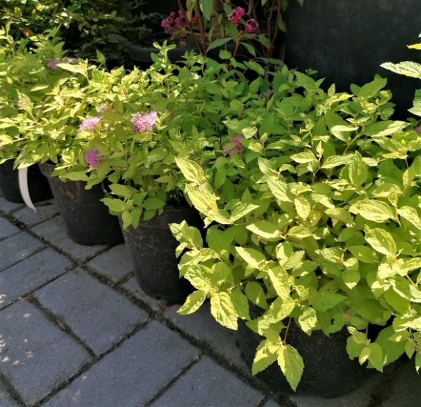 Spiraea 'Golden Princess' -Aranylevelű japán gyöngyvessző - Image 6