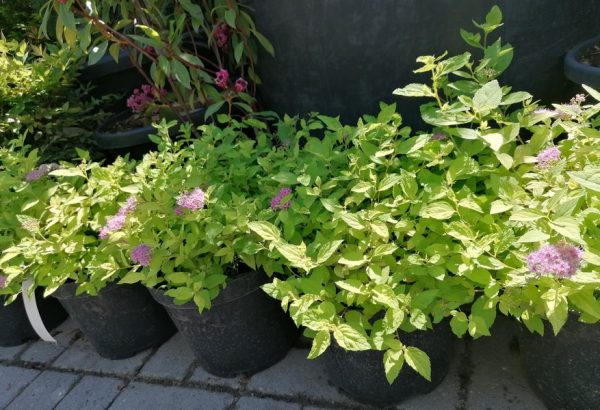 Spiraea 'Golden Princess' -Aranylevelű japán gyöngyvessző - Image 2