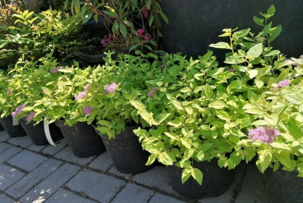 Spiraea 'Golden Princess' -Aranylevelű japán gyöngyvessző - Image 7