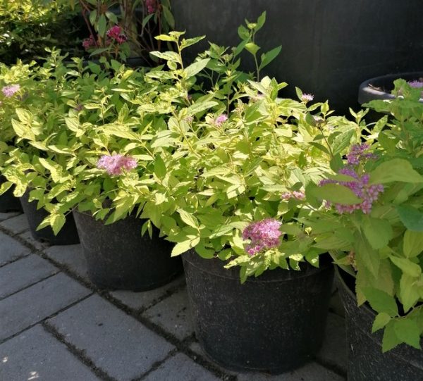 Spiraea 'Golden Princess' -Aranylevelű japán gyöngyvessző - Image 8