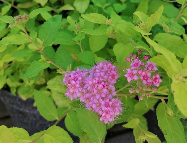 Spiraea 'Golden Princess' -Aranylevelű japán gyöngyvessző