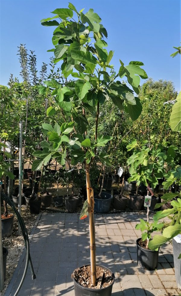 Ficus carica 'Brogiotto Bianco' - Füge kb. 180-190 cm - Image 3