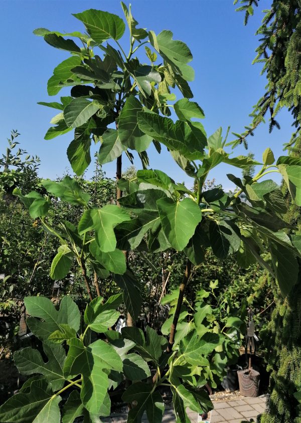Ficus carica 'Brogiotto Bianco' - Füge kb. 180-190 cm - Image 4