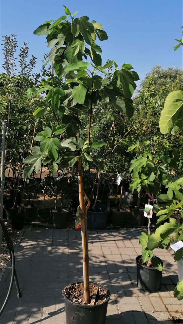 Ficus carica 'Brogiotto Bianco' - Füge kb. 180-190 cm - Image 5