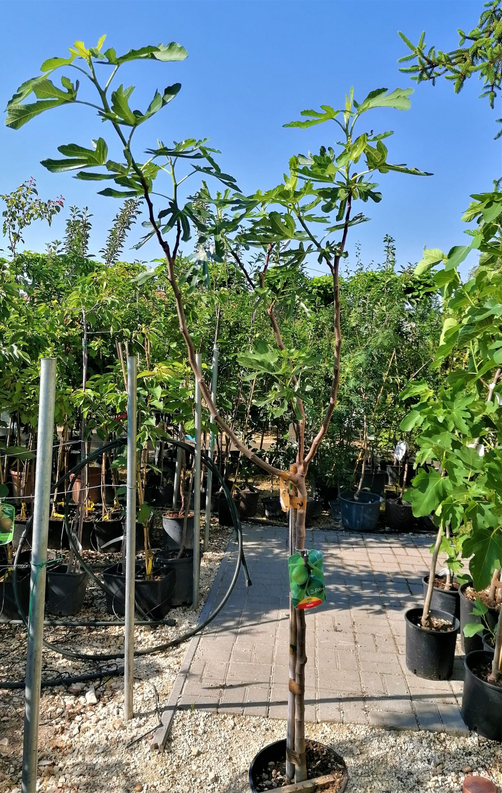 Ficus carica 'Dottato' – Füge - Image 3