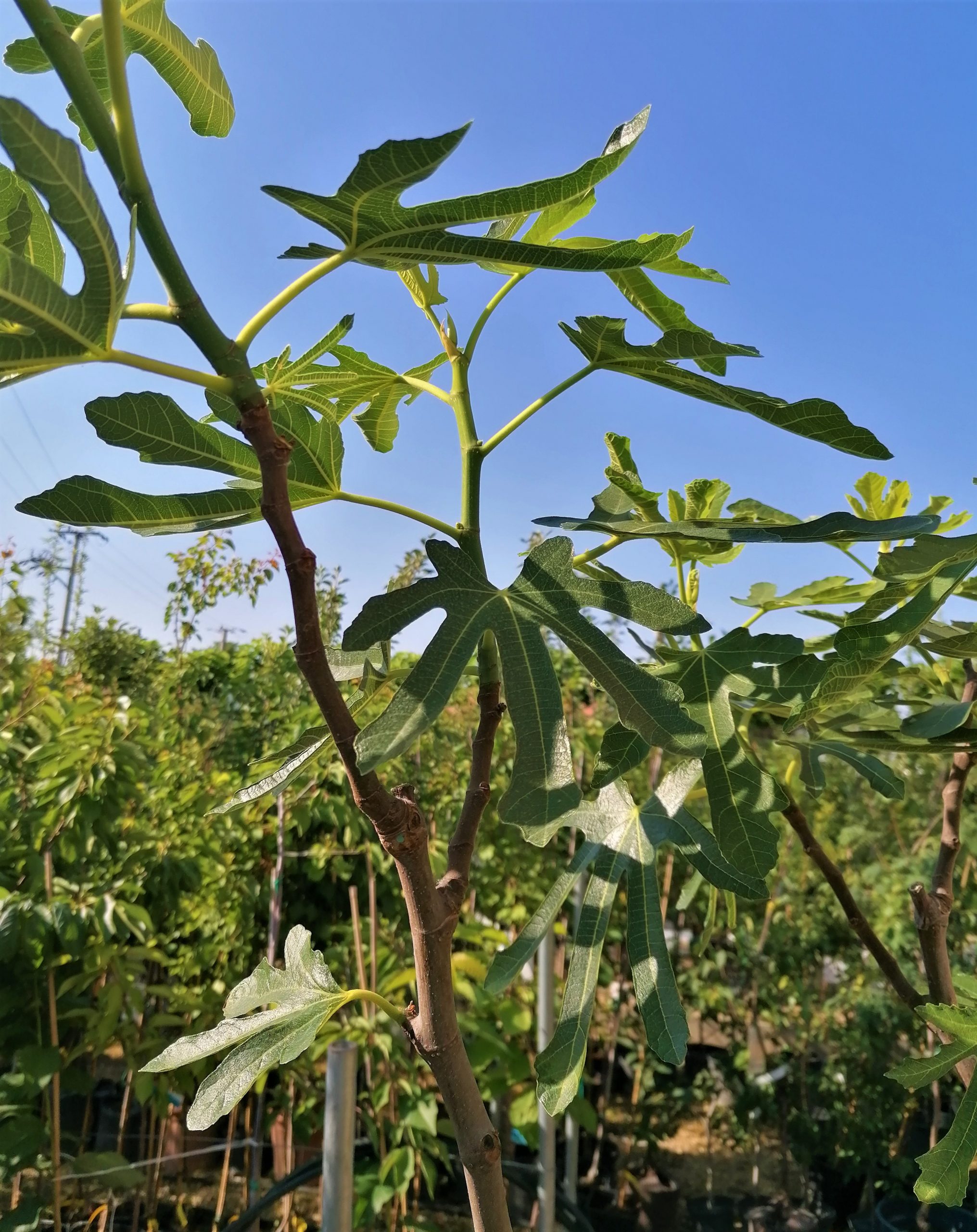 Ficus carica 'Dottato' – Füge - Image 5