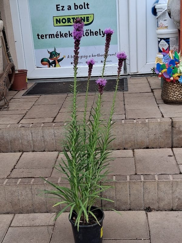 Füzéres Díszcsorba- Liatris spicata - Image 2