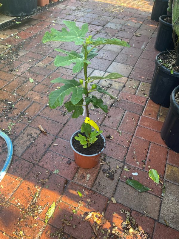 Ficus carica 'Fekete' – Fügefa sötét, édes gyümölcsökkel