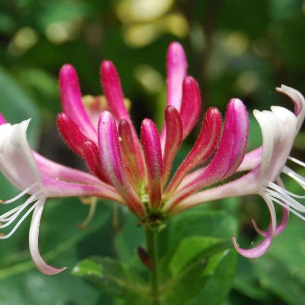 Bordó-Fehér virágú Japán lonc - “Lonicera japonica Red World”