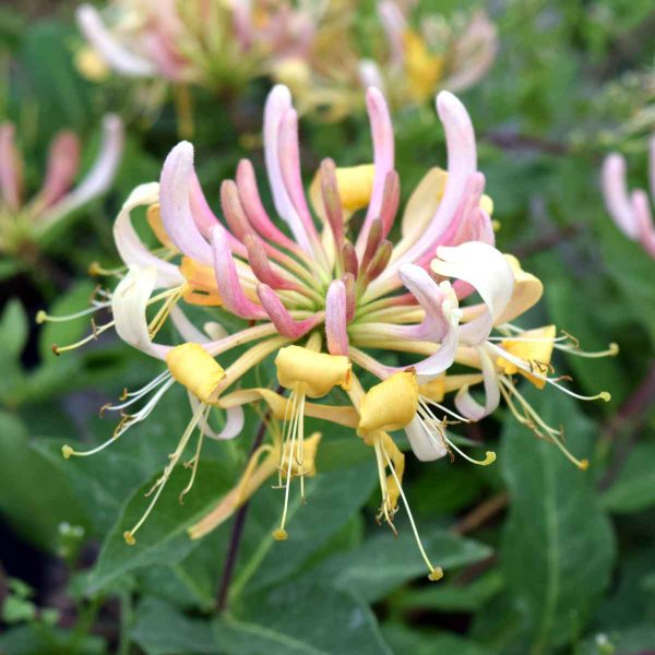 Lonicera periclymenum 'Belgica' – Búbos lonc