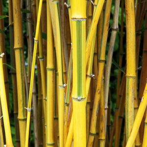 Phyllostachys aureosulcata 'Spectabilis' – Bambusz