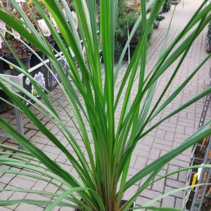 Cordyline indivisa- Bunkóliliom
