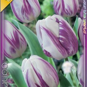 Tulipa Flaming Flag fehér és lilás-lila virágú korai tulipán