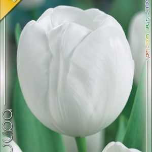 Tulipa Triumph White fehér virágú Triumph tulipán